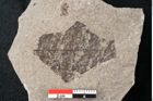 Foto (Detailansicht) von Magnolia dianae Unger (NHMW-GEO-2024-0188-6668)